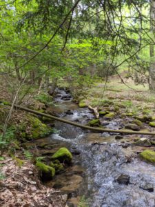 Creek that runs along the property